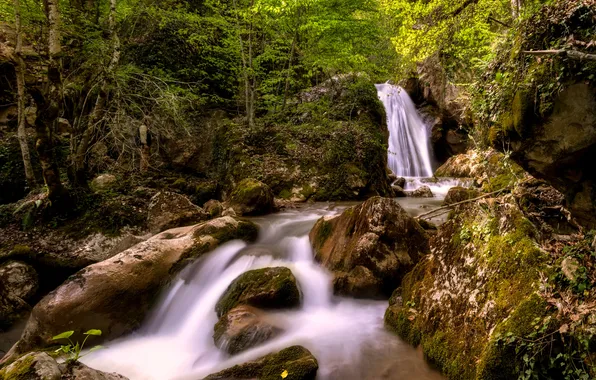 Greens, forest, trees, branches, stones, thickets, shore, waterfall