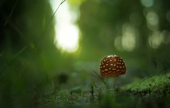 Forest, grass, macro, glare, mushroom, focus, blur, Mushroom