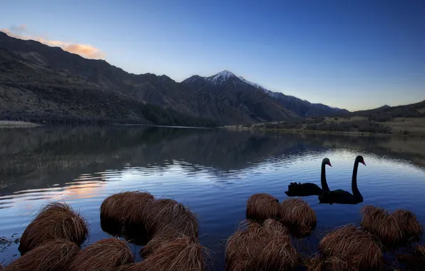 Landscape, mountains, lake, swans