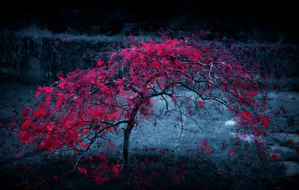Picture autumn, leaves, light, fog, tree, the crimson