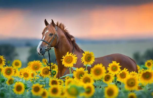 Field, summer, the sky, face, sunflowers, flowers, horse, horse