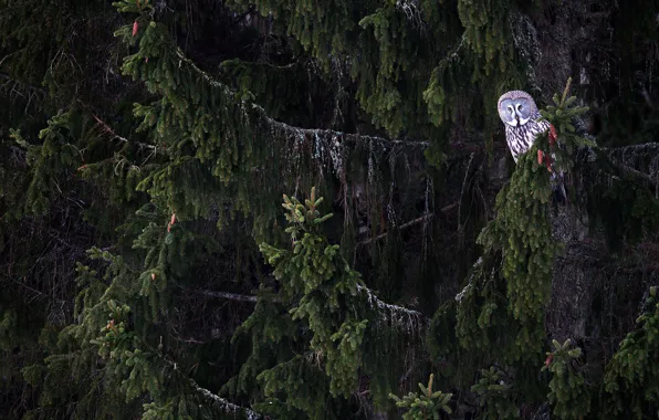 Picture owl, coniferous, trees, bird, branches, forest