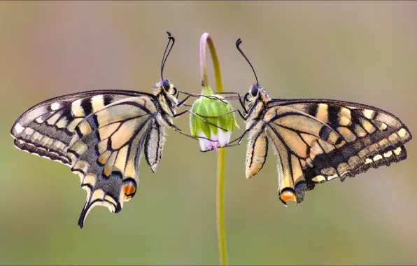 Picture flower, butterfly, two, Macro