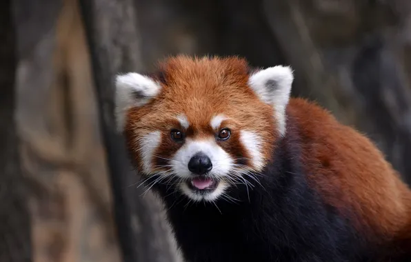 Look, portrait, red Panda, face, red Panda