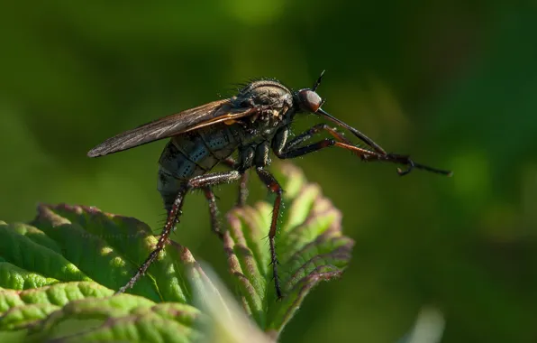Nature, macro, bokeh, leaf, mosquito