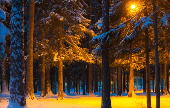 Winter, light, snow, trees, night, Park, lantern