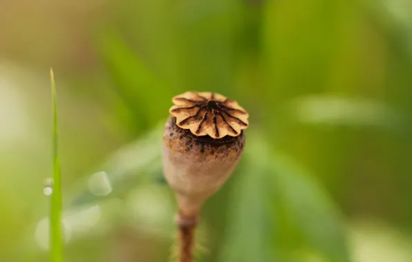 Picture field, poppy, poppy seed