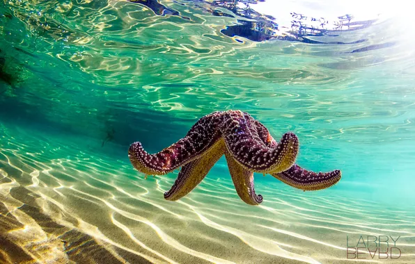 Picture sea, nature, the ocean, starfish, under water