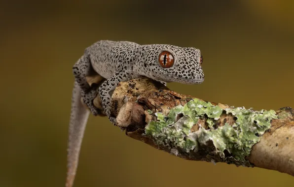 Eye, reptile, scales