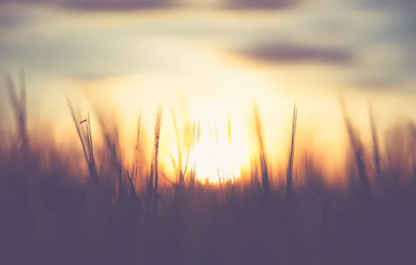 Sky, sunset, clouds, sundown, sunrise, bokeh, wheat, corn