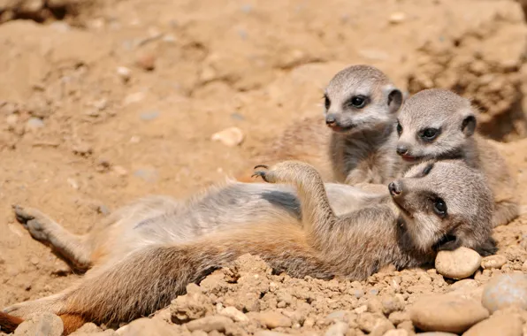 Family, rodent, meerkat