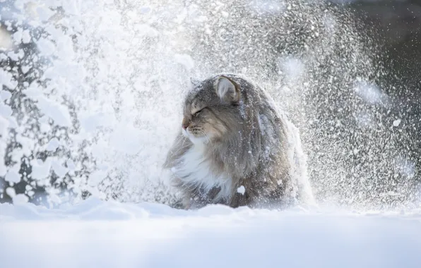 Winter, cat, snow, animal, profile, Svetlana Pisareva