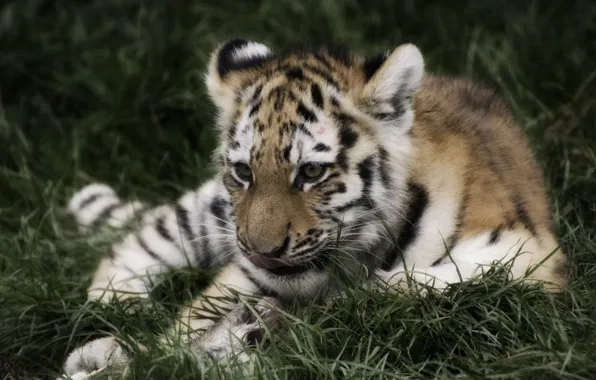 Summer, grass, Tiger