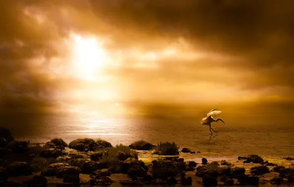 Sunset, shore, pond, Heron