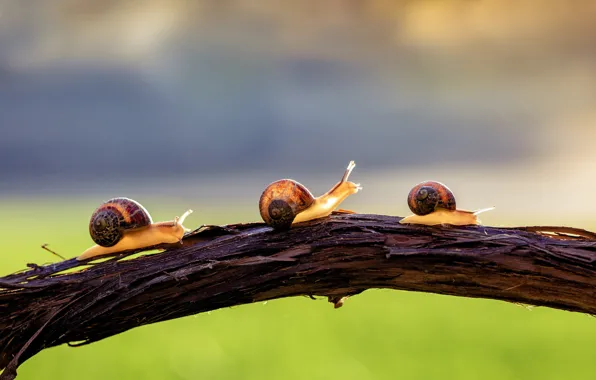 Macro, light, bridge, green, background, snail, snails, branch