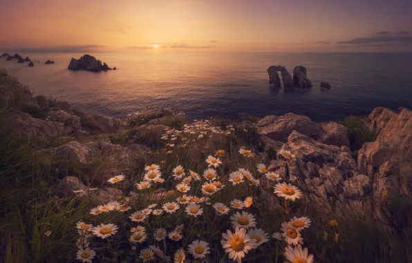 Sea, sunset, flowers, the ocean, rocks, coast, chamomile, Spain