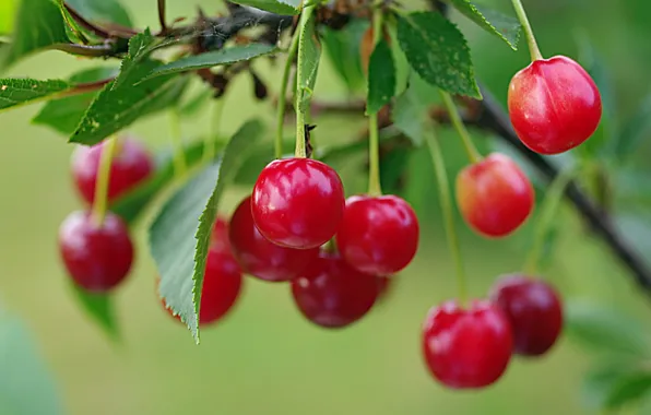 Summer, nature, cherry