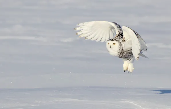 Picture winter, field, white, snow, flight, nature, background, owl