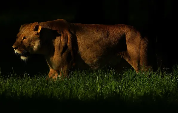 Darkness, predator, lioness