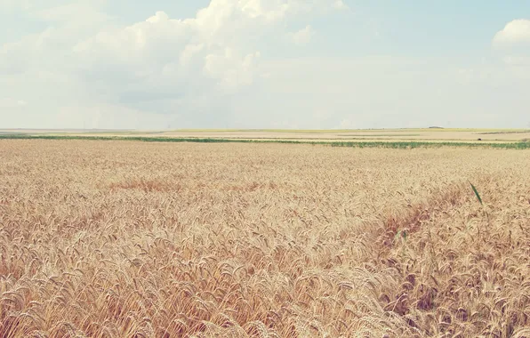 Wheat, field, the sky, clouds, landscape, nature, ears, sky