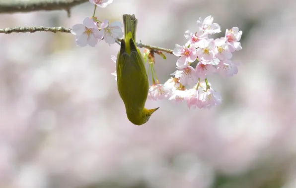 Flowers, branches, cherry, bird, spring, hanging