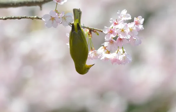 Picture flowers, branches, cherry, bird, spring, hanging