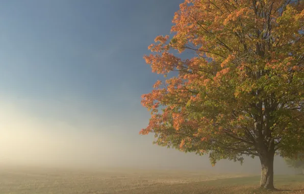 Picture field, fog, tree