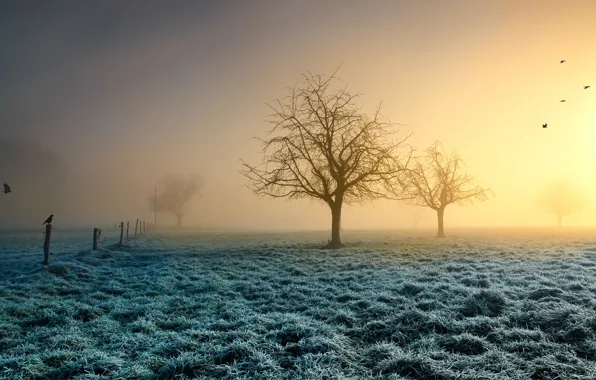 Picture frost, grass, the sun, trees, birds