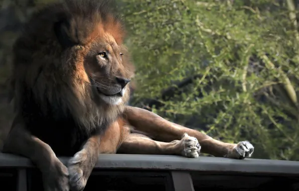 Leo, king, beast