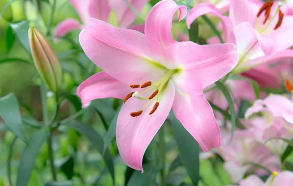 Picture macro, Lily, pink