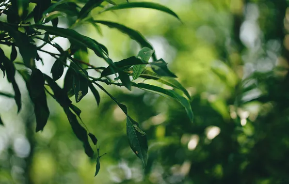 Leaves, green, bokeh