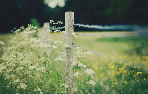 White, macro, flowers, yellow, background, widescreen, Wallpaper, the fence