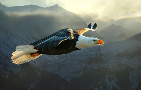 Mountains, bird, predator, flight, eagle