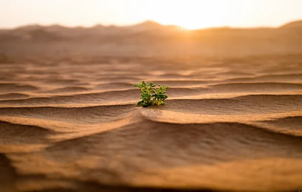 Sand, nature, rostenie