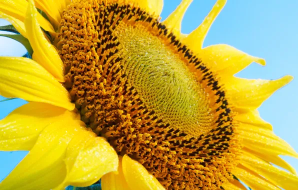 Picture the sky, macro, sunflower, petals