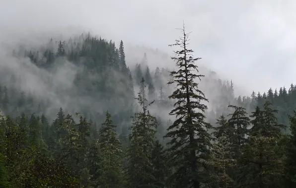 Picture forest, the sky, trees, nature, haze