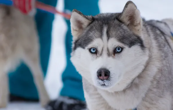 Winter, eyes, snow, Dog, blue, husky, Siberia