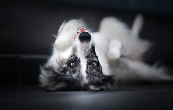 Look, each, dog