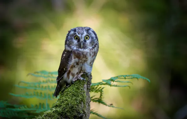 Look, nature, background, owl, bird, moss, stump, fern