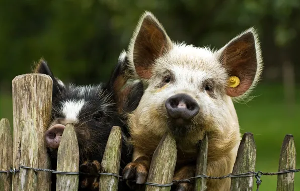 Picture background, the fence, pigs
