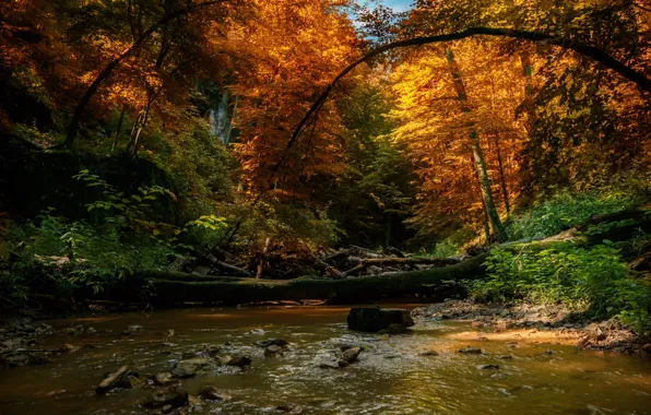Autumn, forest, trees, landscape, nature, river, deadwood, Tamas Hauk