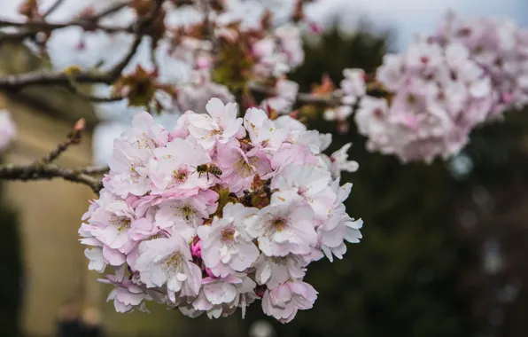 Flowers, bee, branch, spring, Sakura, pink, flowering, almonds