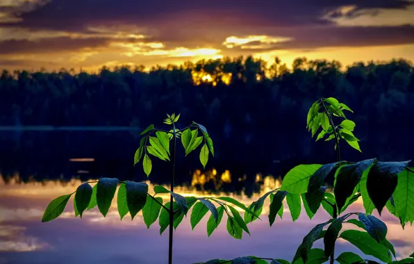 Landscape, sunset, branches