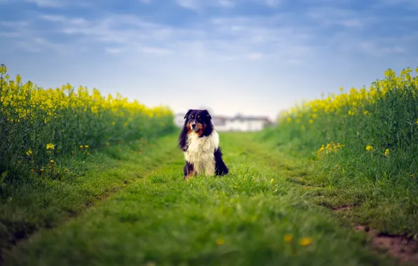 Picture field, dog, way, farm, australian shepherd