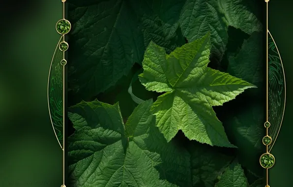 Leaves, nature, green, background, color