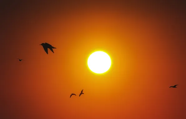 Picture the sun, sunset, birds, silhouette