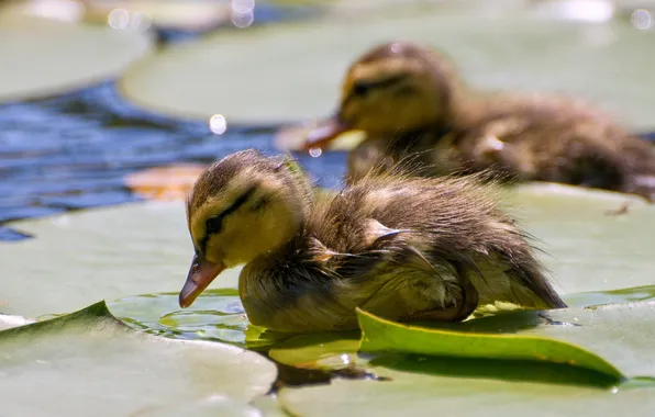 Water, pond, duck