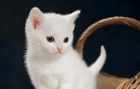 Picture kitty, baby, white kitten