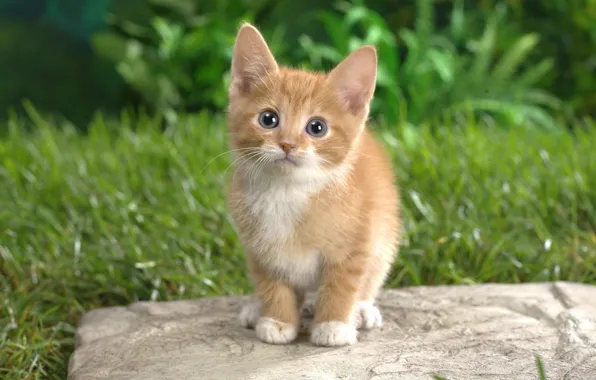 Cat, cute, fluffy, adorable eyes