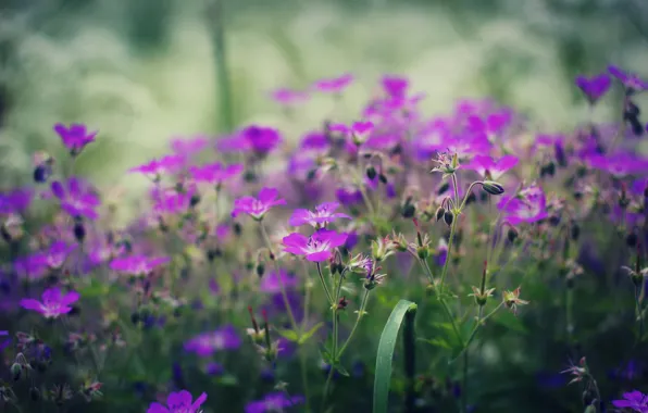 Grass, flowers, bokeh